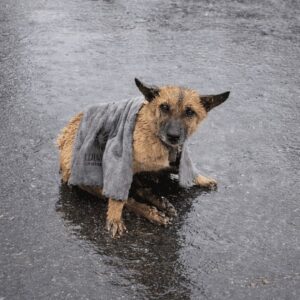 A Dog's Remarkable Recovery After Being Rescued from a Rainy Highway