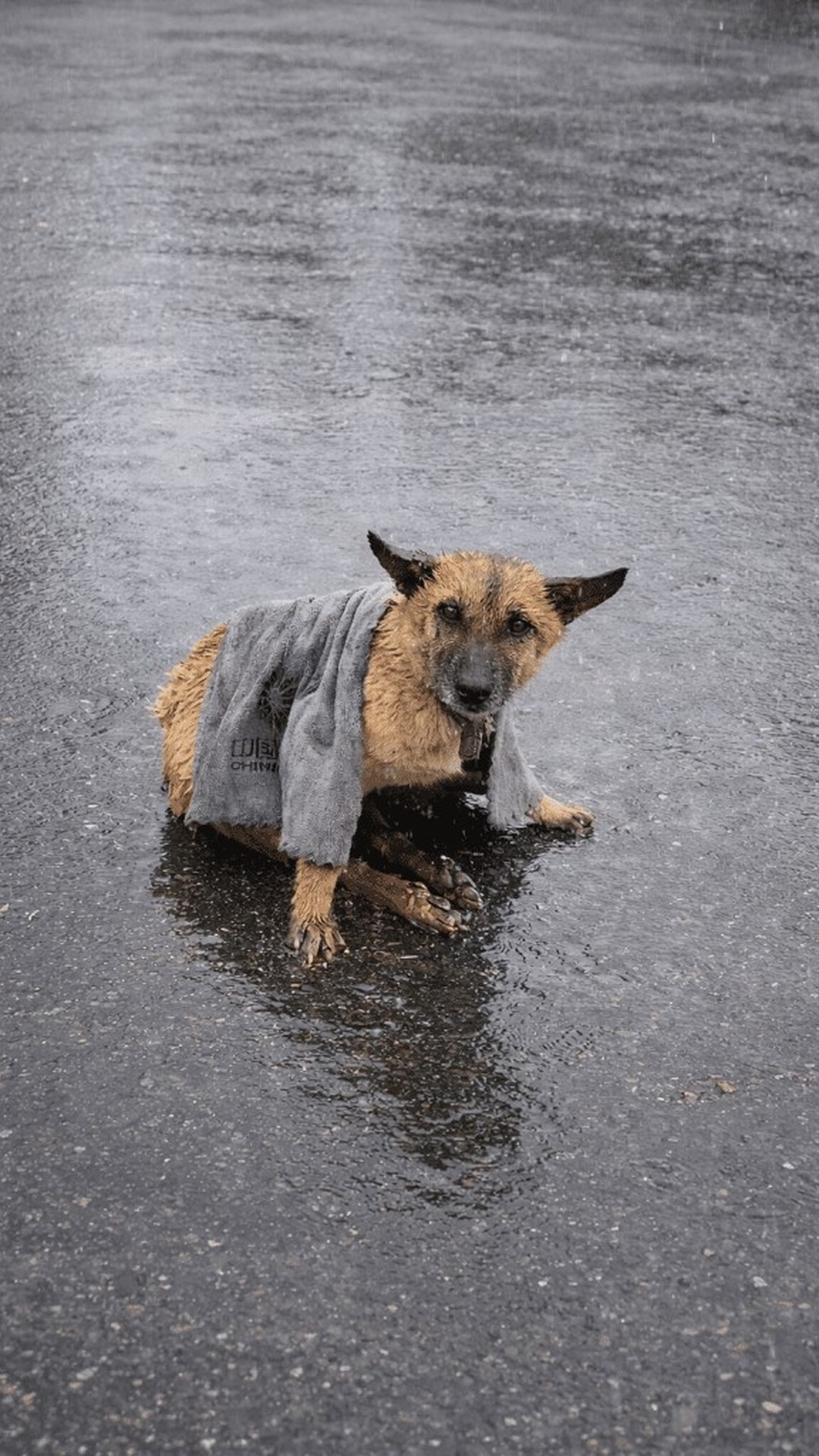 A Dog's Remarkable Recovery After Being Rescued from a Rainy Highway