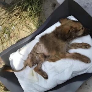 Tuzik's Transformation: From a Cardboard Box to a Healing Sanctuary