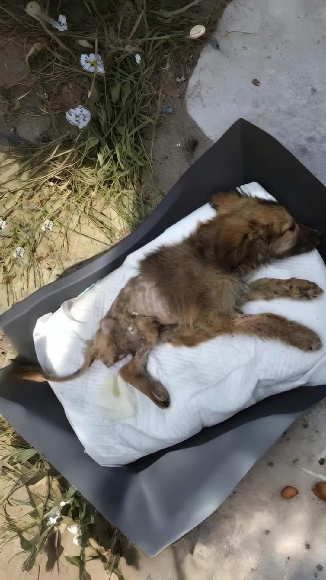 Tuzik's Transformation: From a Cardboard Box to a Healing Sanctuary