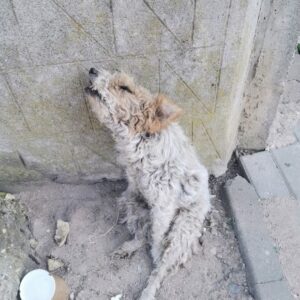From Imminent Death in Darkness to a Thriving Life in the Sun