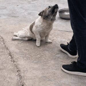 Fubao Transitions from Stillness to Mobility After Severe Injury