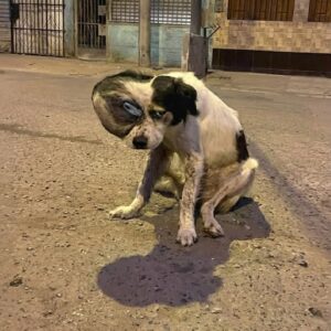 Oso's Life-Saving Surgery Marks His New Beginning