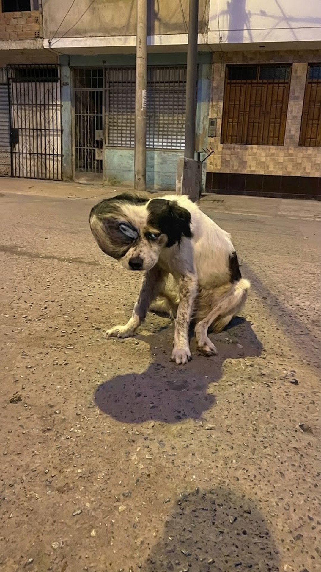 Oso's Life-Saving Surgery Marks His New Beginning