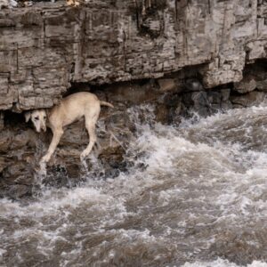 Boys Rescue Trapped Dog from Fast-Moving River