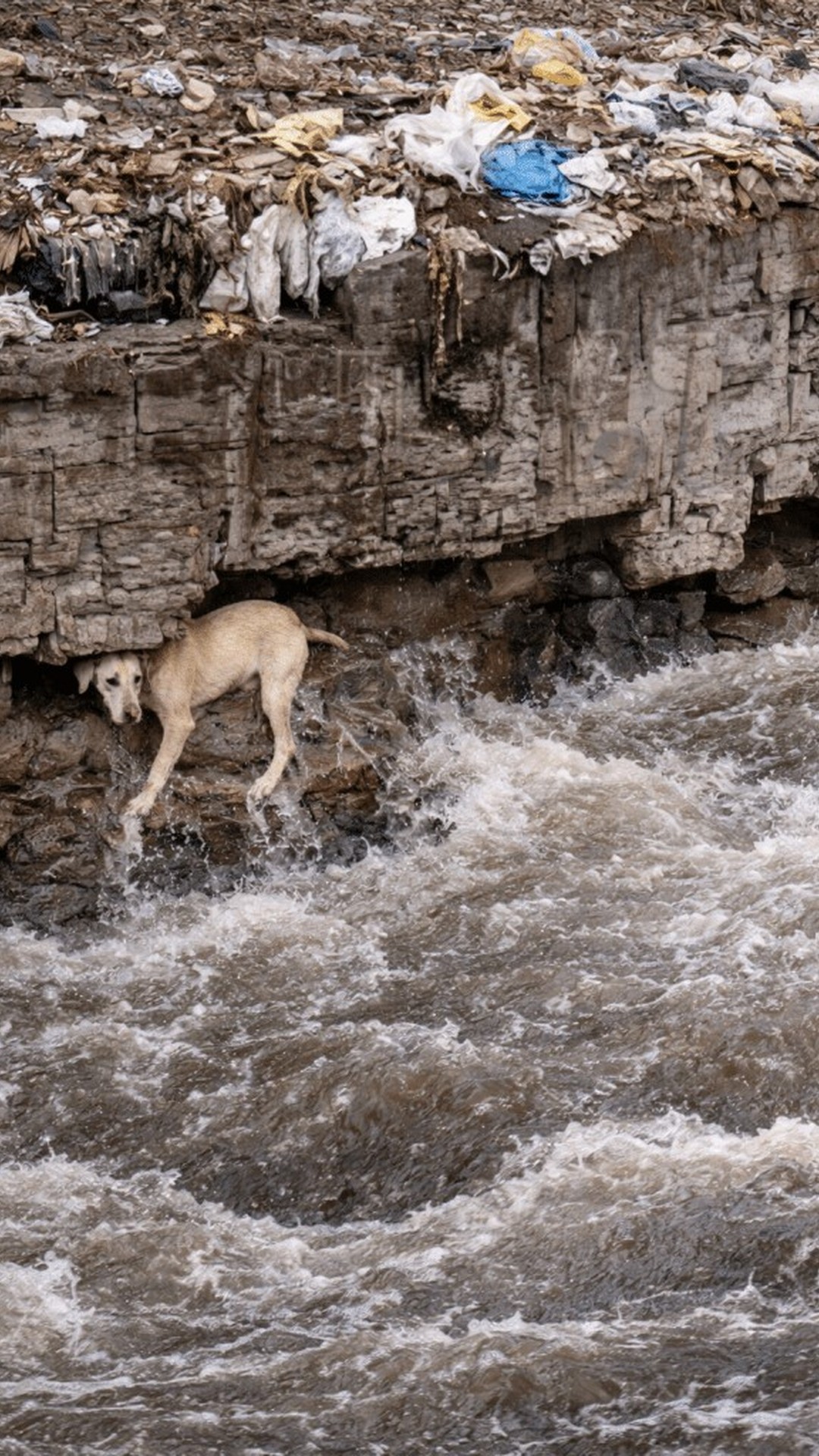 Boys Rescue Trapped Dog from Fast-Moving River