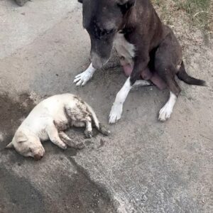 Abandoned on the Roadside: A Mother's Plea for Help Saves Her Puppy