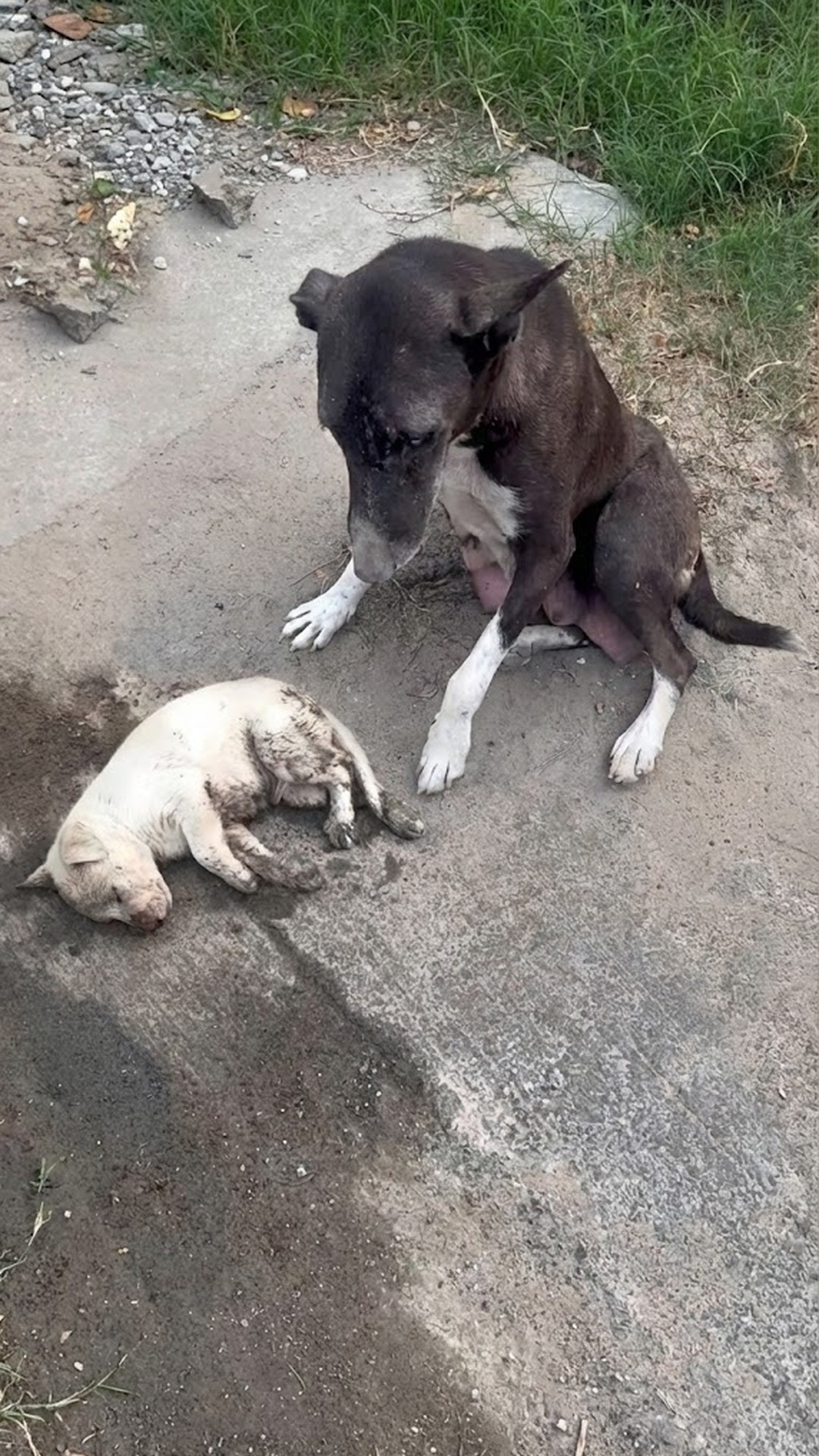 Abandoned on the Roadside: A Mother's Plea for Help Saves Her Puppy