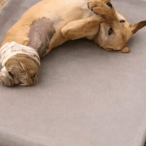 Rescue of a Dog Who Once Navigated Chaos Now Finds Peace