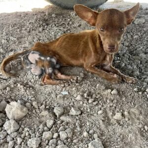 Tiny Dog's First Tail Wag Marks a Miraculous Turning Point