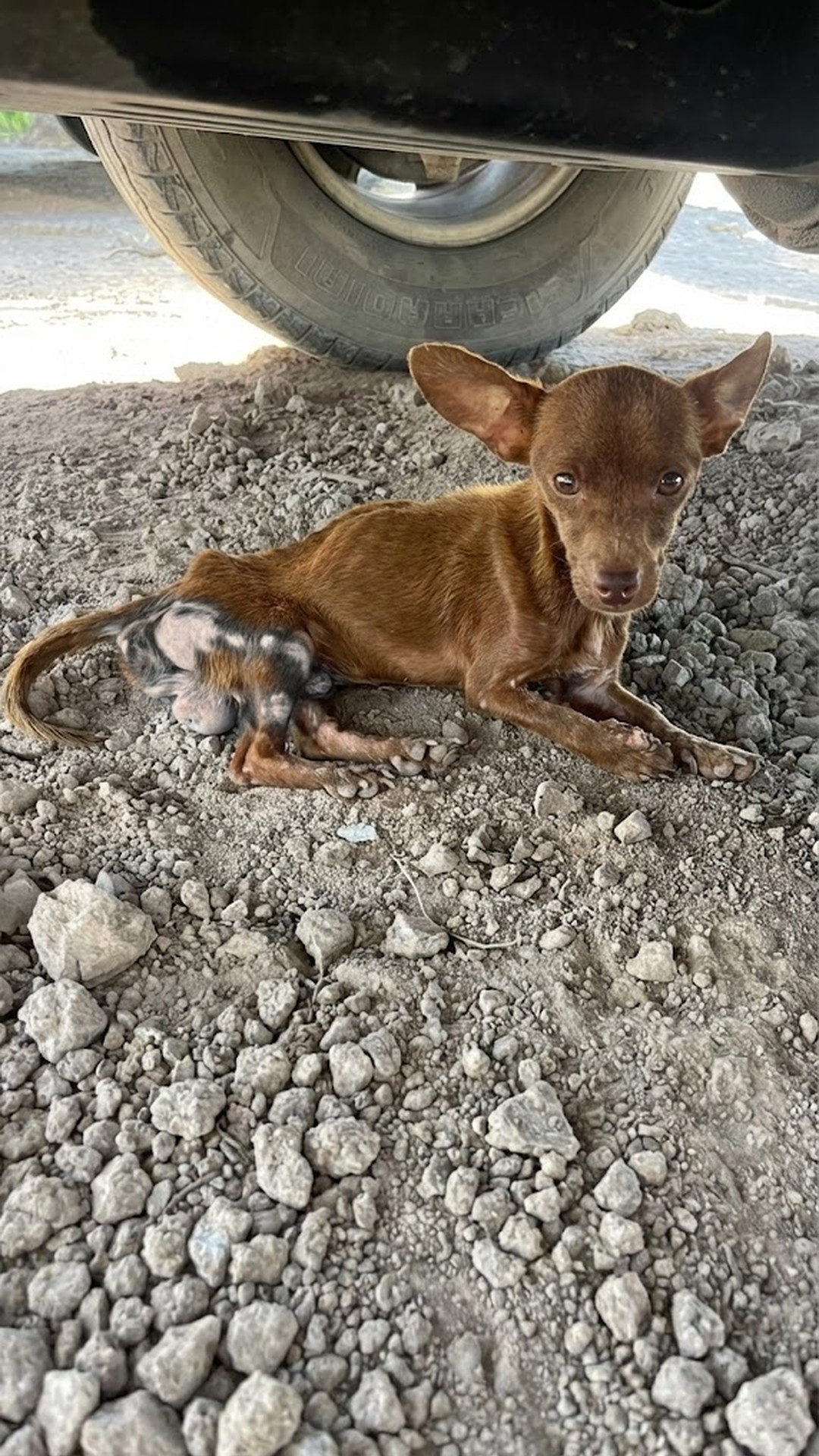 Tiny Dog's First Tail Wag Marks a Miraculous Turning Point