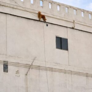 Luke's Brave Climb to Safety After a Devastating Fire