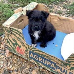 Meda's Journey: From Abandoned Cardboard Box to Loving Home