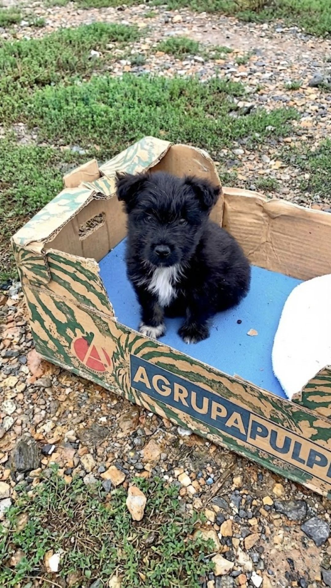 Meda's Journey: From Abandoned Cardboard Box to Loving Home