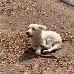 Barney Overcomes Pain to Find Joy and Trust in a Forever Home