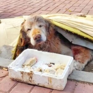 Golden Retriever Named Steady Finds Joy in His Last Year