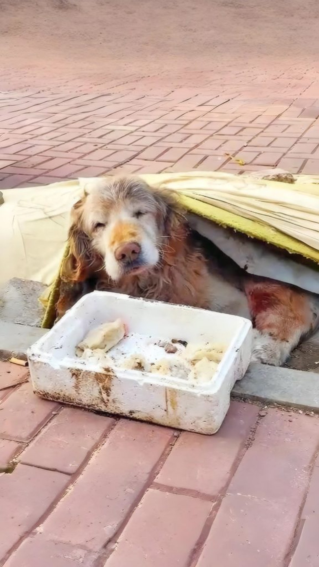 Golden Retriever Named Steady Finds Joy in His Last Year