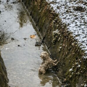 Dog Transforms from Trapped in a Ditch to Joyful Playmate