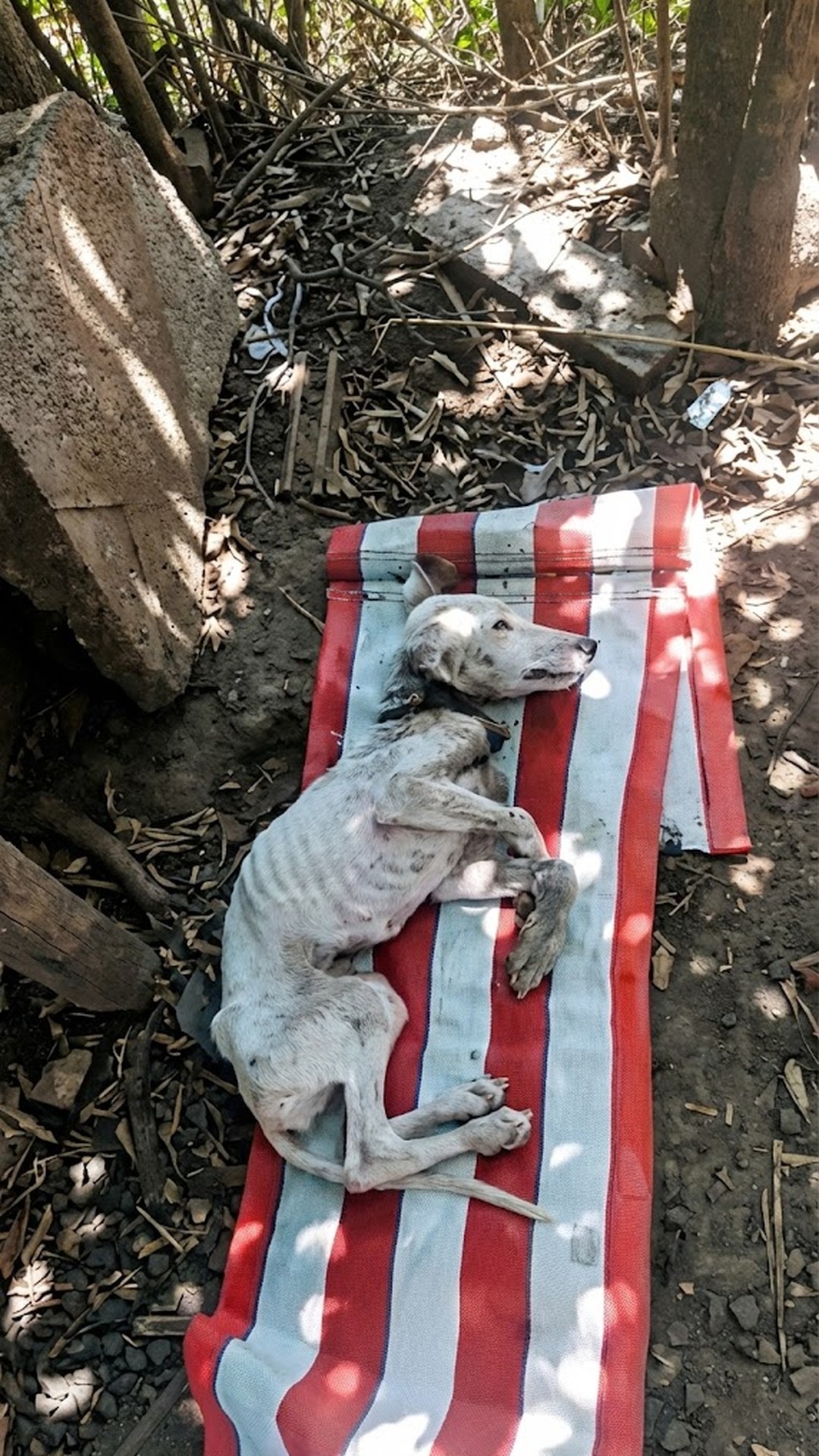 Joel's Journey: From Trash Bin to Loving Home in Just Weeks