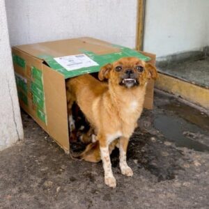 Mother Dog Transitions from Cardboard Box to Safety with Her Puppies
