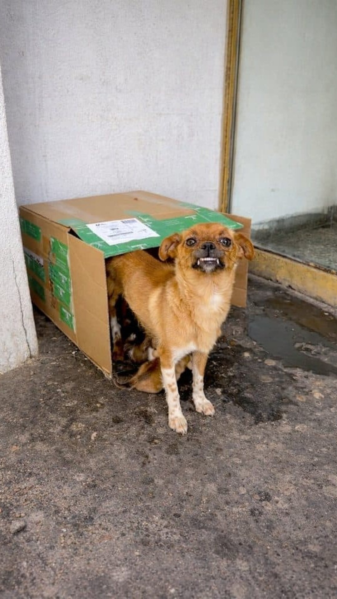 Mother Dog Transitions from Cardboard Box to Safety with Her Puppies