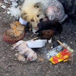 Five Puppies Transition from Life in a Drainage Pipe to Finding Homes
