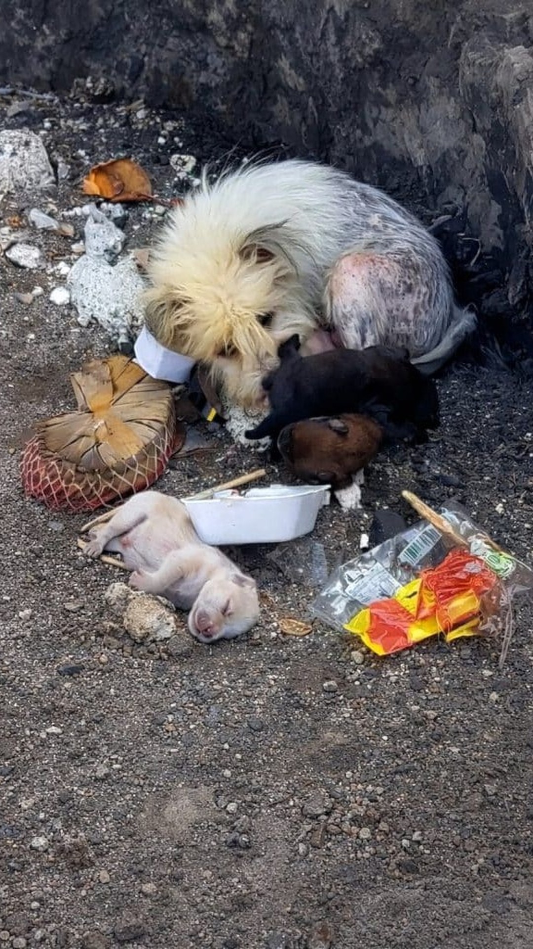 Five Puppies Transition from Life in a Drainage Pipe to Finding Homes