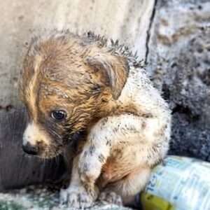 Newborn Puppy Found Abandoned in Dusty Construction Site Fights for Life