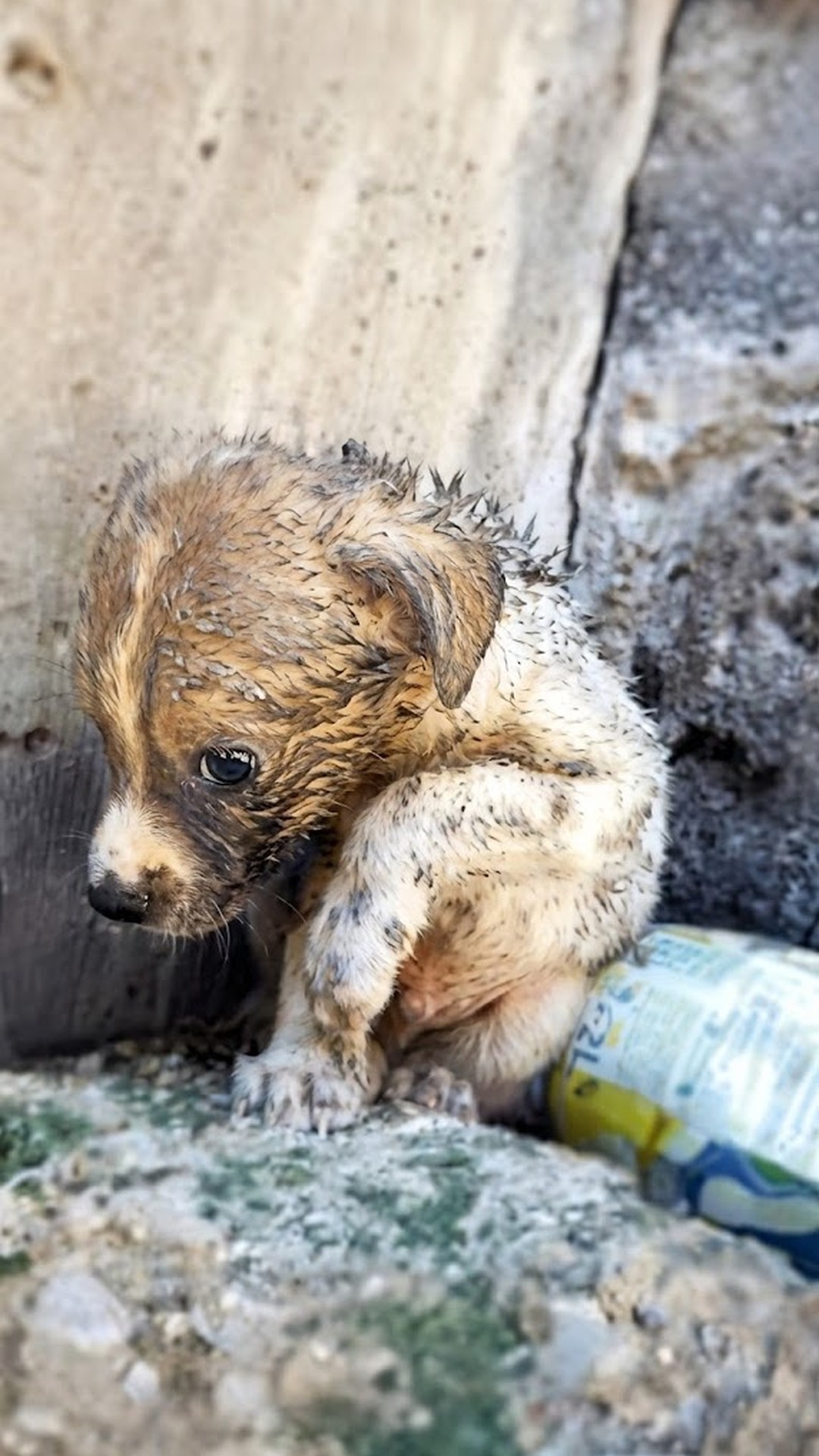 Newborn Puppy Found Abandoned in Dusty Construction Site Fights for Life