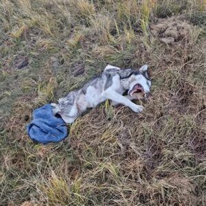 Maya's Discovery: Rescued from the Cold Gravel Near Railway Tracks