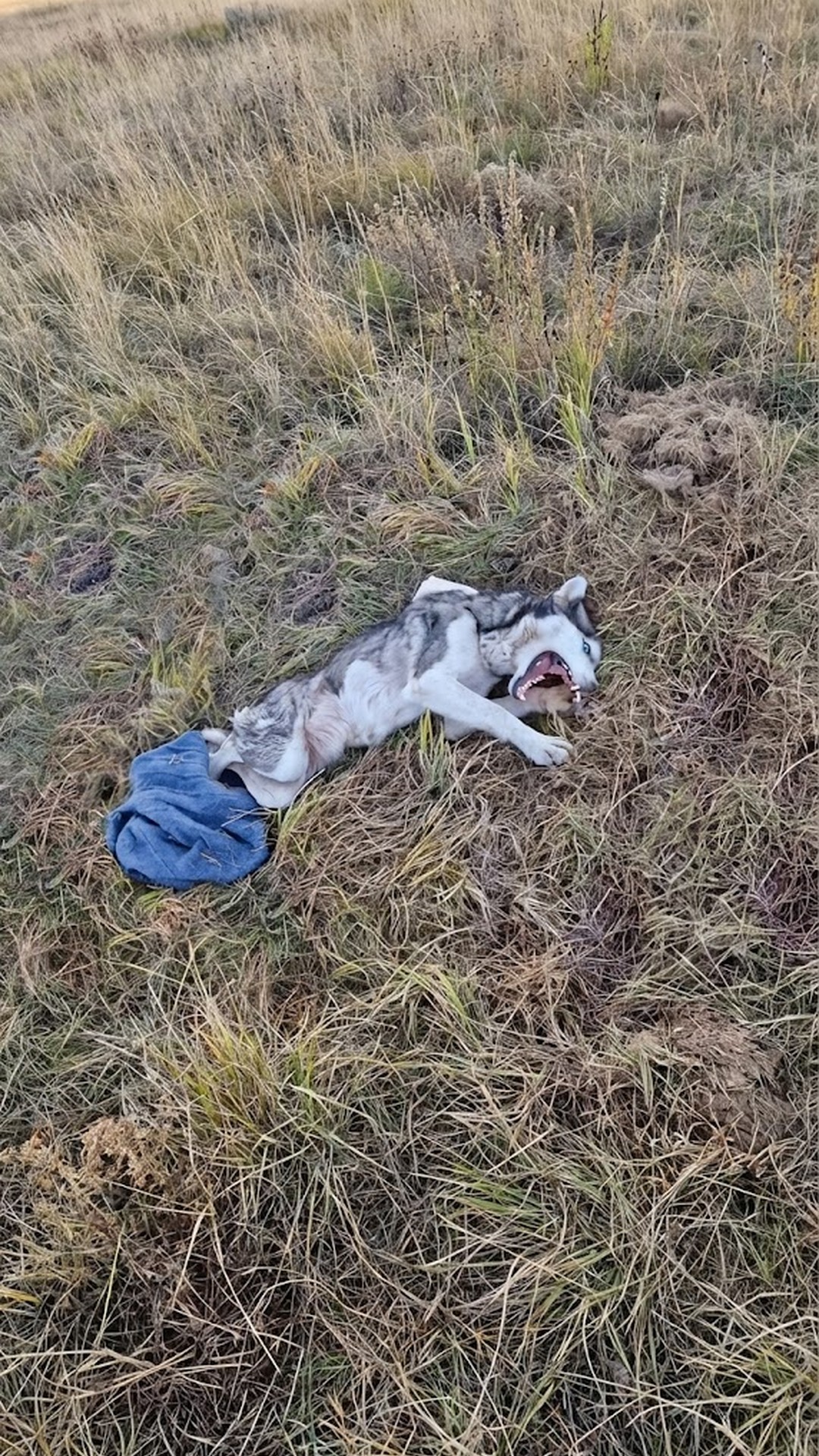 Maya's Discovery: Rescued from the Cold Gravel Near Railway Tracks