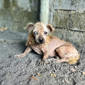 Alfie's Tail Wag Marks a Turning Point in His Recovery