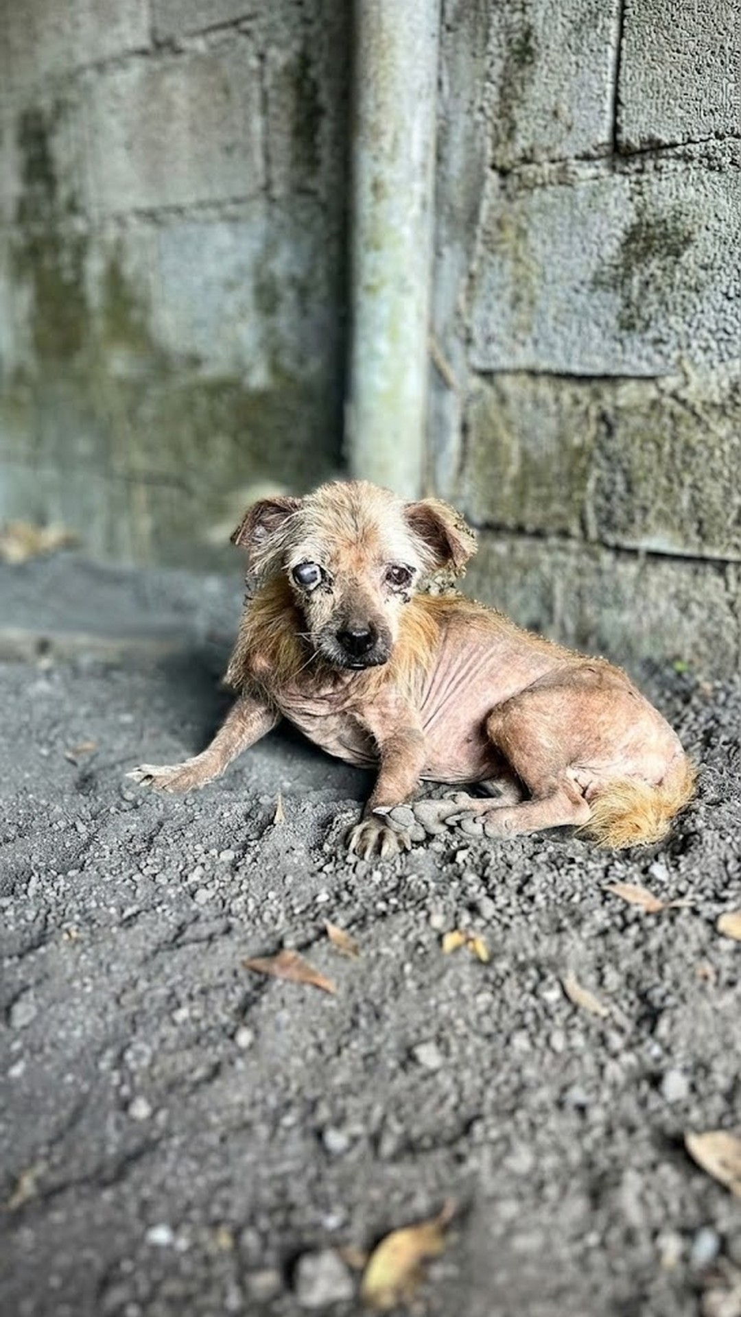 Alfie's Tail Wag Marks a Turning Point in His Recovery