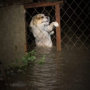 Man Bravely Wades Through Floodwaters to Save Trapped Dogs