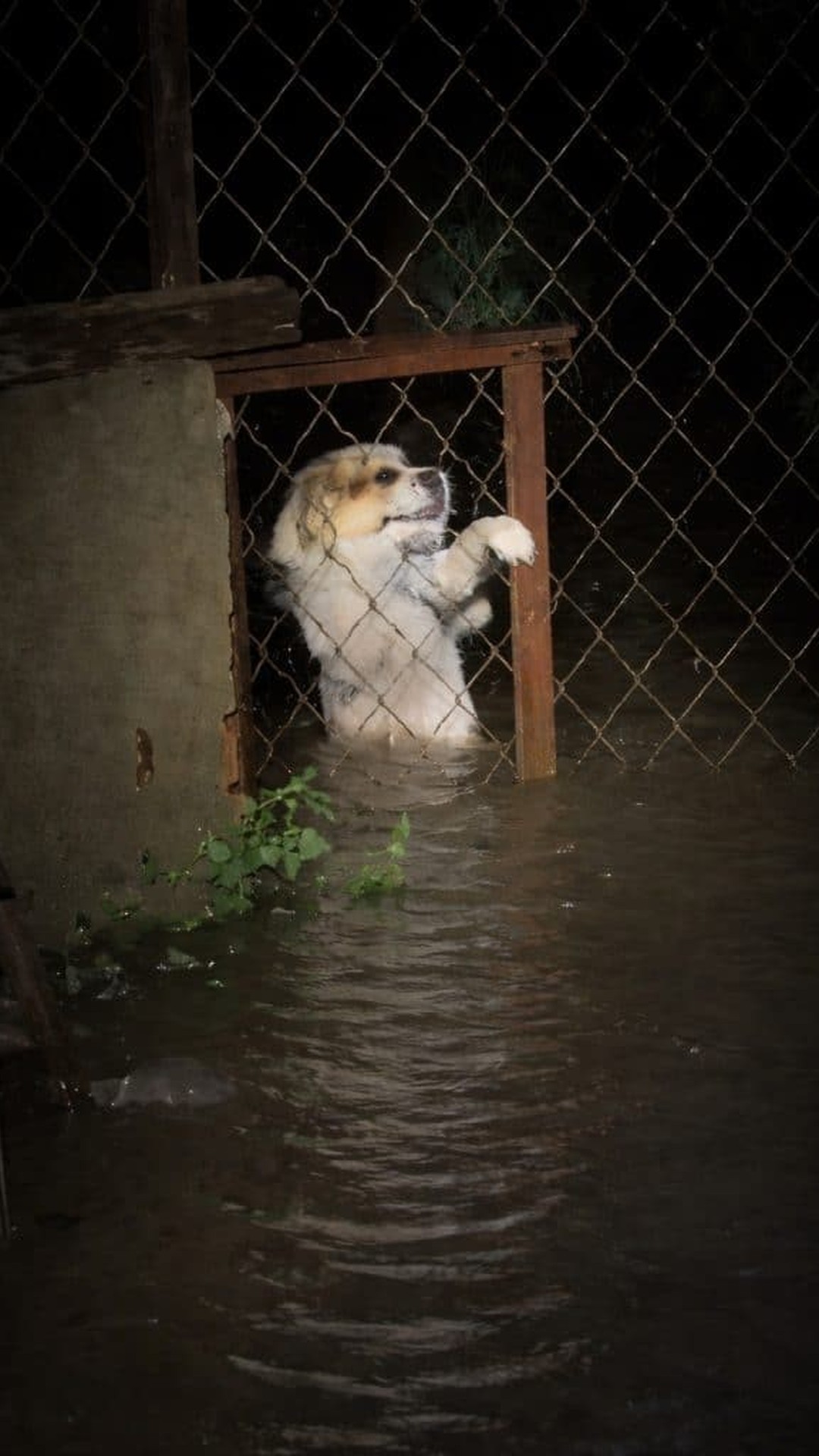 Man Bravely Wades Through Floodwaters to Save Trapped Dogs