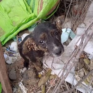 Ticky's Recovery: From Near-Death to Playful Pals in Days