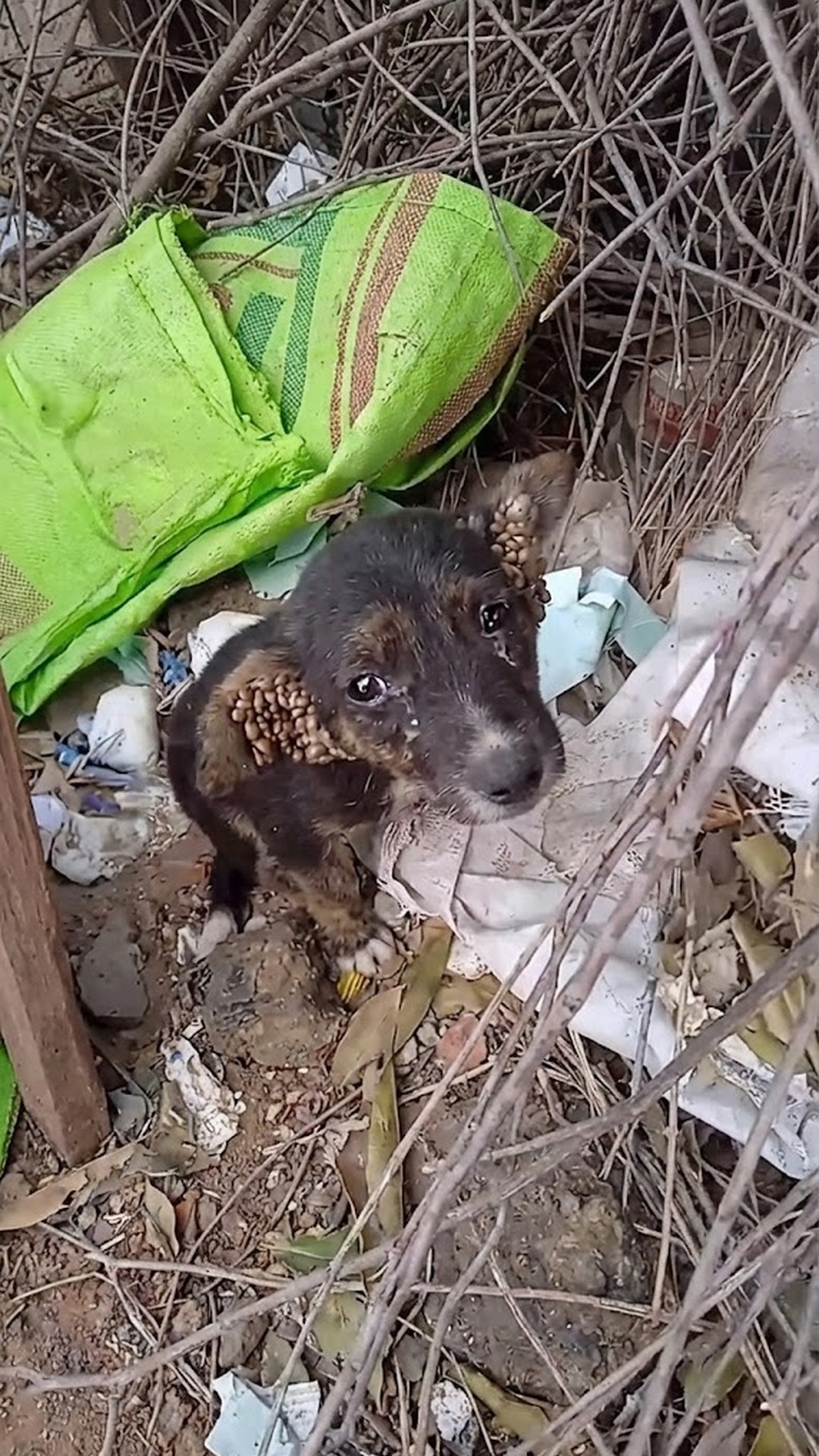 Ticky's Recovery: From Near-Death to Playful Pals in Days