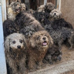 Rescue of Thirty-Two Dogs From a Hidden Life of Neglect