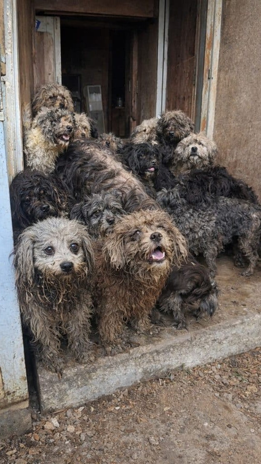 Rescue of Thirty-Two Dogs From a Hidden Life of Neglect