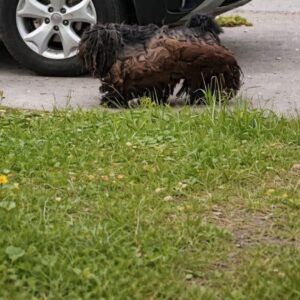 Dog Transforms from Lifeless Presence to Free Spirit After Grooming