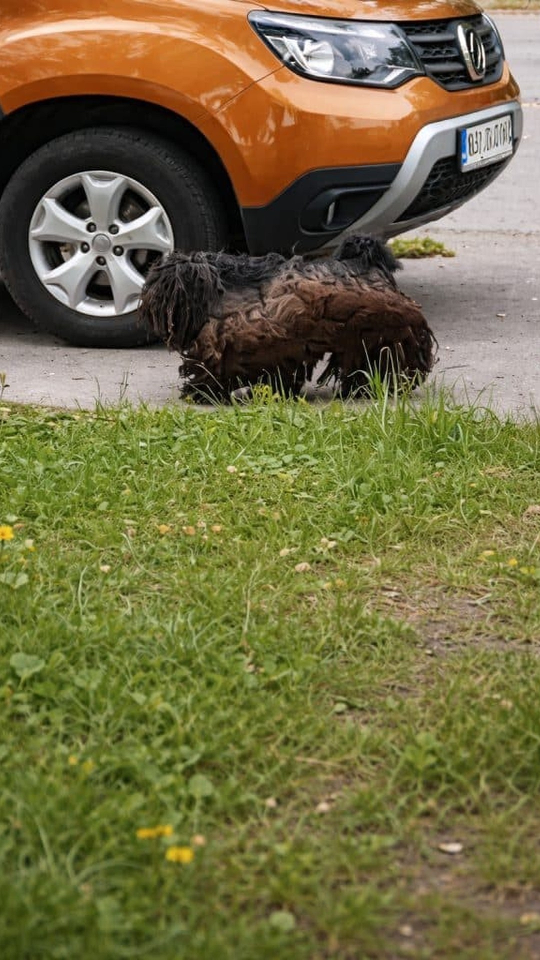 Dog Transforms from Lifeless Presence to Free Spirit After Grooming