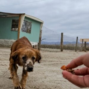 From Abandoned in the Desert to a Loving Home: Pax's Journey