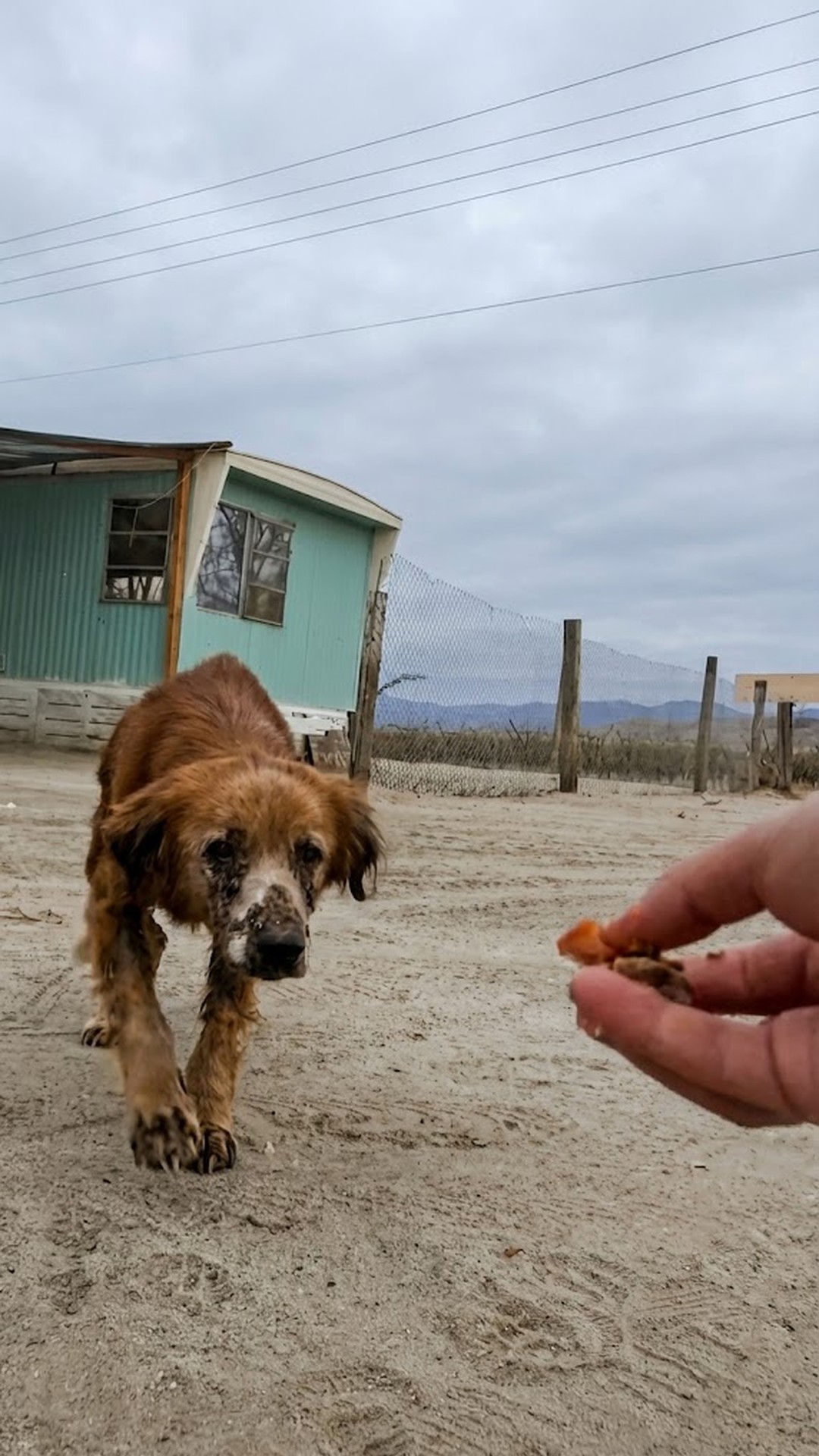 From Abandoned in the Desert to a Loving Home: Pax's Journey