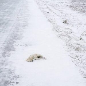 Puppy Found on a Snowy Roadside Transitions to a Warm Home