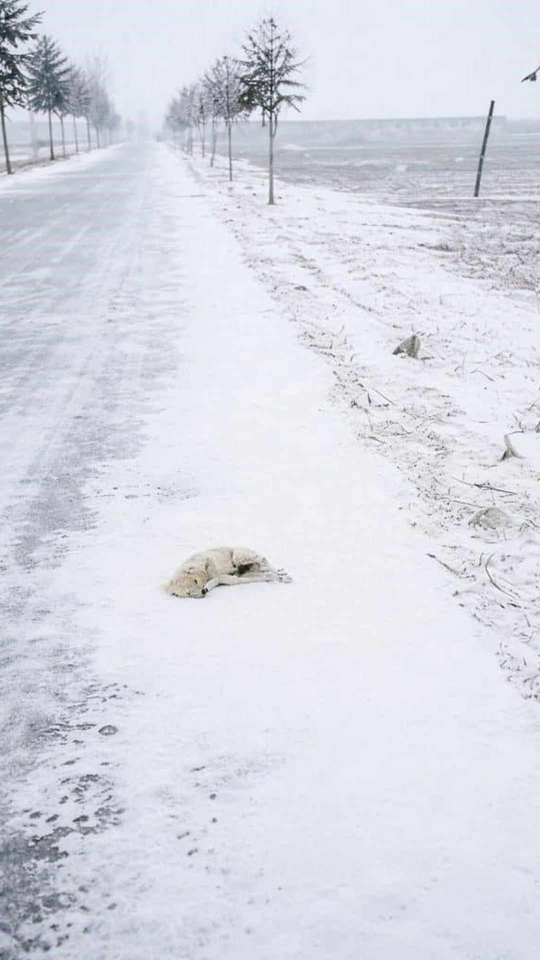 Puppy Found on a Snowy Roadside Transitions to a Warm Home
