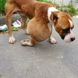 Rescue Mission at 2 AM: Alphonzo's Fight Against a Life-Threatening Growth