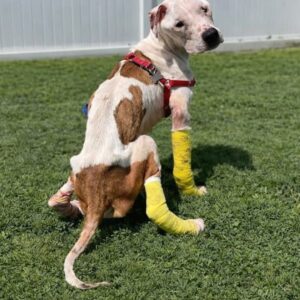 Authorities Seek Answers After Elderly Dog Found Abandoned in Leeds