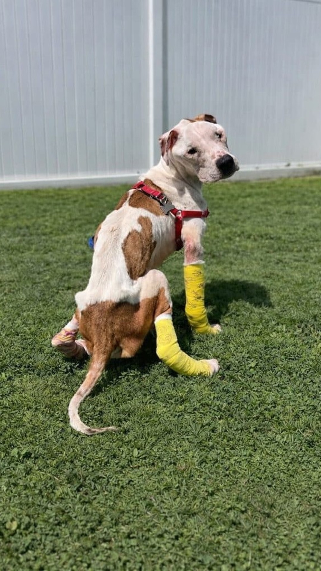 Authorities Seek Answers After Elderly Dog Found Abandoned in Leeds