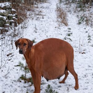 From Frosty Streets to a Warm Nursery: Mira's Journey with Fifteen Puppies