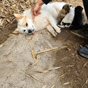 A Mother Dog and Her Puppies Receive Urgent Care After Being Discovered on a Trail